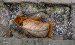 entry picture