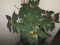 entry picture