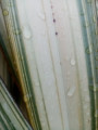 entry picture