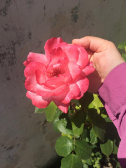 entry picture