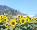 entry picture