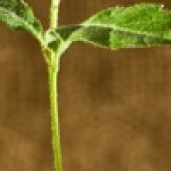entry picture