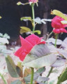entry picture