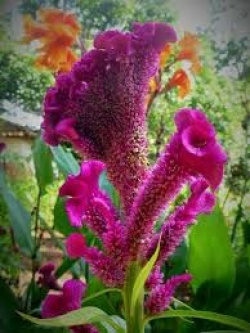 entry picture