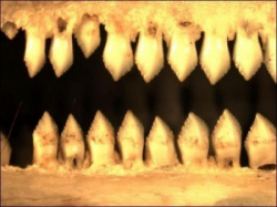 entry picture